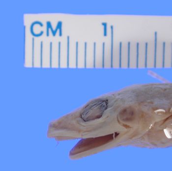 Media type: image; Herpetology A-1519
